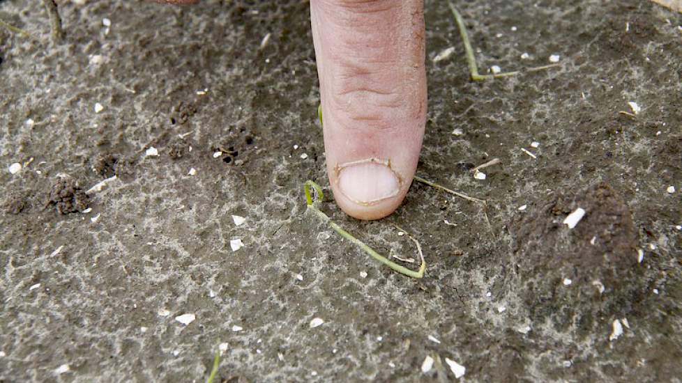 Het weer van de komende week is bepalend voor het herstel van de plantjes. ‘Bij mooi weer kan ook een afgeslagen plantje zich nog herstellen’, zegt Borm. ,Maar krijgen we koud en guur weer dan valt het alsnog weg.'