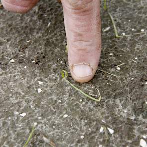 Het weer van de komende week is bepalend voor het herstel van de plantjes. ‘Bij mooi weer kan ook een afgeslagen plantje zich nog herstellen’, zegt Borm. ,Maar krijgen we koud en guur weer dan valt het alsnog weg.'