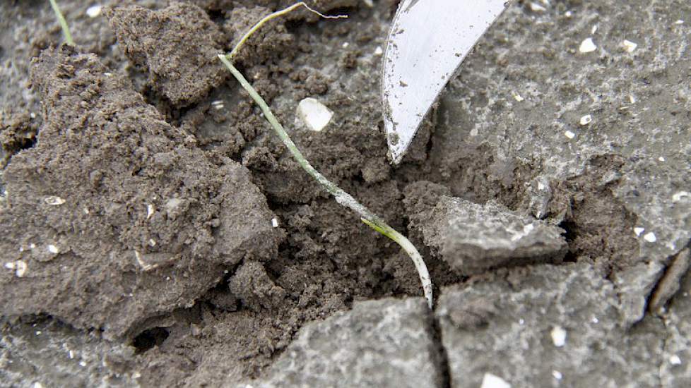 Met een mes steekt de taxateur een plantje uit de grond. Het eerste pijpje is in ontwikkeling. ‘Dit plantje redt het wel’, zegt Borm. ‘Al zal hij wel een groeiachterstand hebben.’ Ook hier blijft het weer voor de komende weken bepalend voor de levenskanse