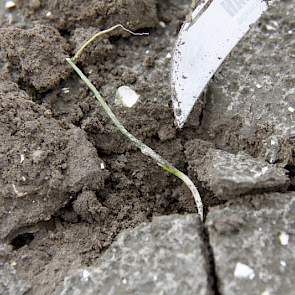 Met een mes steekt de taxateur een plantje uit de grond. Het eerste pijpje is in ontwikkeling. ‘Dit plantje redt het wel’, zegt Borm. ‘Al zal hij wel een groeiachterstand hebben.’ Ook hier blijft het weer voor de komende weken bepalend voor de levenskanse