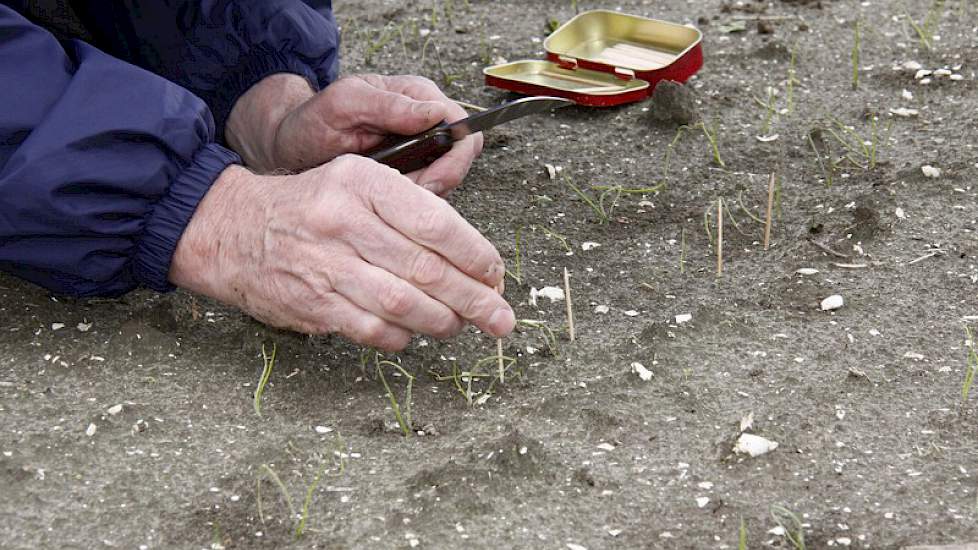 Op het perceel zetten Borm en Jippes op verschillende plekken een steekproef op: bij 25 plantjes op een rij zetten ze prikkertjes en omschrijven de stand van het plantje. Na 14 dagen bekijken ze deze plantjes opnieuw, om te zien in hoeverre deze zich hebb