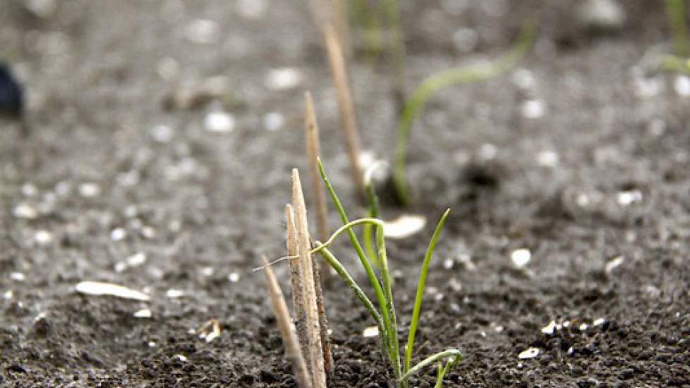 De schade op dit perceel wordt vooralsnog geschat op 5 tot 10 procent, wat neerkomt op 500 tot 800 euro per hectare. ‘Als het hagelt, is het vaak ook goed raak. Maar gelukkig ben ik verzekerd’, zegt akkerbouwer Peter Doornbos uit Nagele. ‘Hagel valt vaak