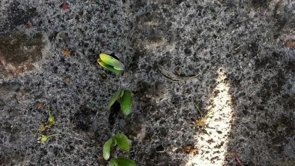 Inmiddels is het eerste gezaaide soja boven de grond.