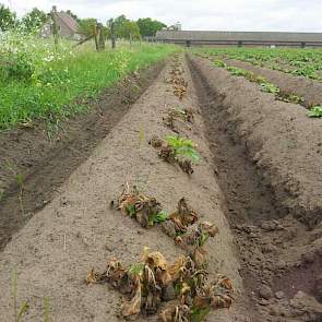 Ook middelenleverancier Alliance Akkerbouw heeft in een aantal regio's de naweeën van de nachtvorst geconstateerd.