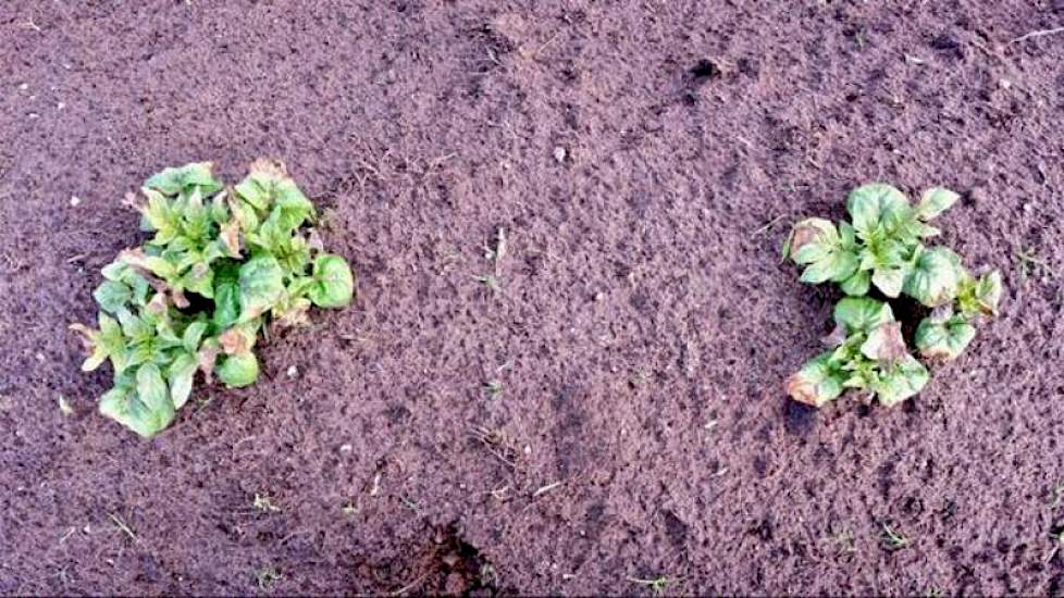 Ook de aardappelen van akkerbouwer Twan van der Heijden uit Soerendonk die er vorige week al stonden, hebben geleden van de kou ’s nachts.