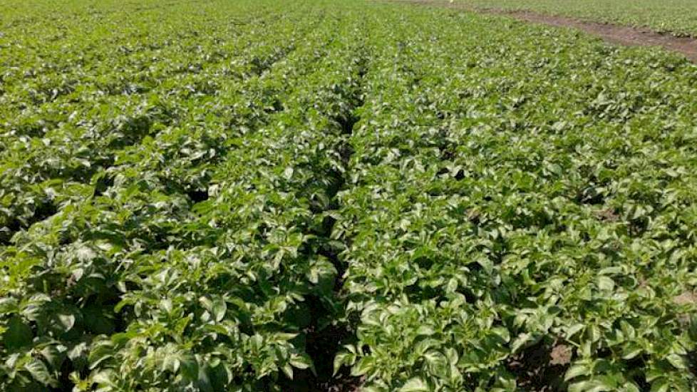 De Frieslander aardappelen van Kees en Rian Roelen hebben het veld dicht, schrijft de akkerbouwer uit Zevenbergen. ‘Het is groeizaam weer op de akker.’