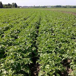 De Frieslander aardappelen van Kees en Rian Roelen hebben het veld dicht, schrijft de akkerbouwer uit Zevenbergen. ‘Het is groeizaam weer op de akker.’