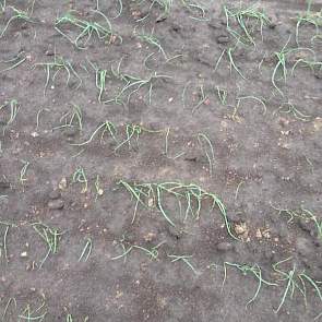 Dit perceel zaaiuien (Hypark) werd begin april ook al getroffen door hagel.