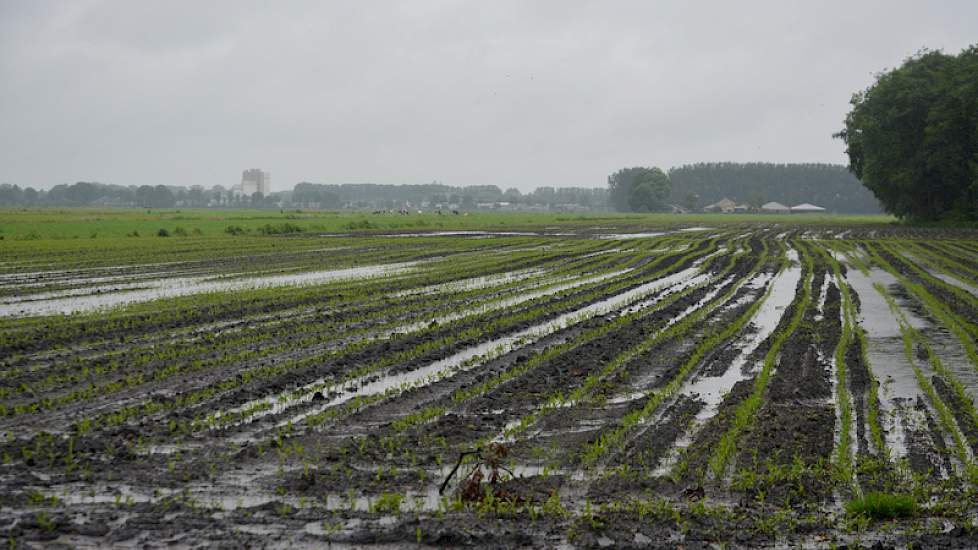 Een nat perceel maïs bij het Drentse Kolderveen. Foto: Fenneke Wiepkema