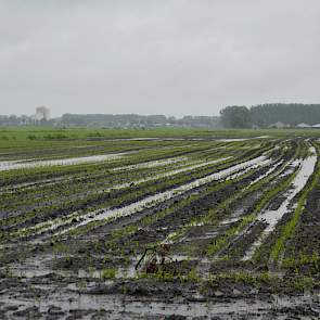 Een nat perceel maïs bij het Drentse Kolderveen. Foto: Fenneke Wiepkema