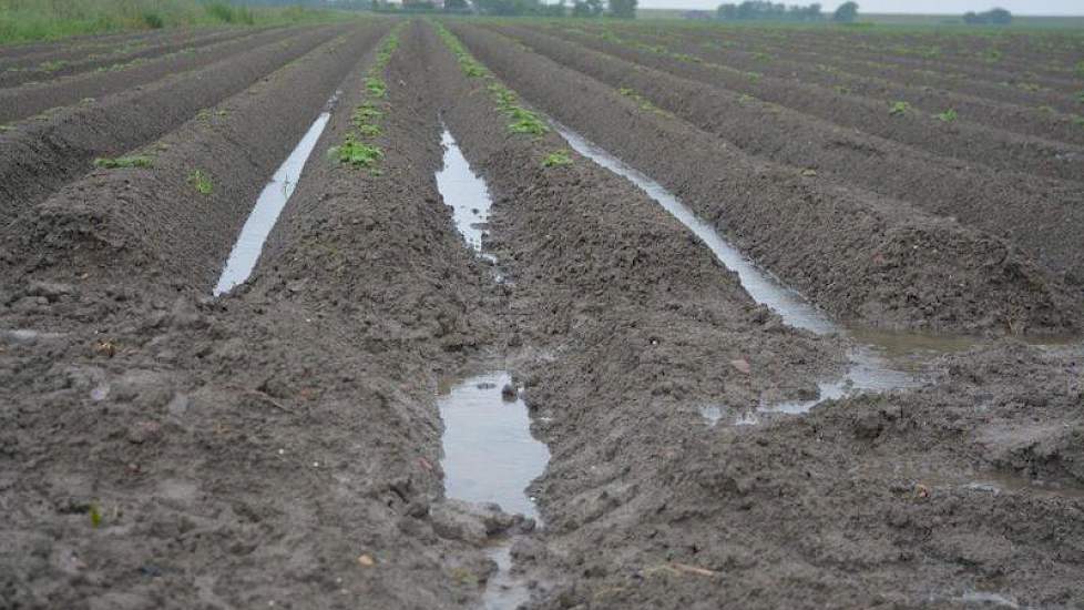 Ook in Noord-Friesland is het nat: het water staat tussen de aardappelruggen. Ook hier is geprobeerd met gootjes het water naar de sloot te laten stromen. Foto: Fenneke Wiepkema