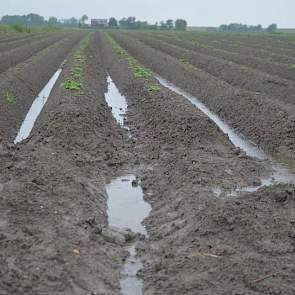 Ook in Noord-Friesland is het nat: het water staat tussen de aardappelruggen. Ook hier is geprobeerd met gootjes het water naar de sloot te laten stromen. Foto: Fenneke Wiepkema