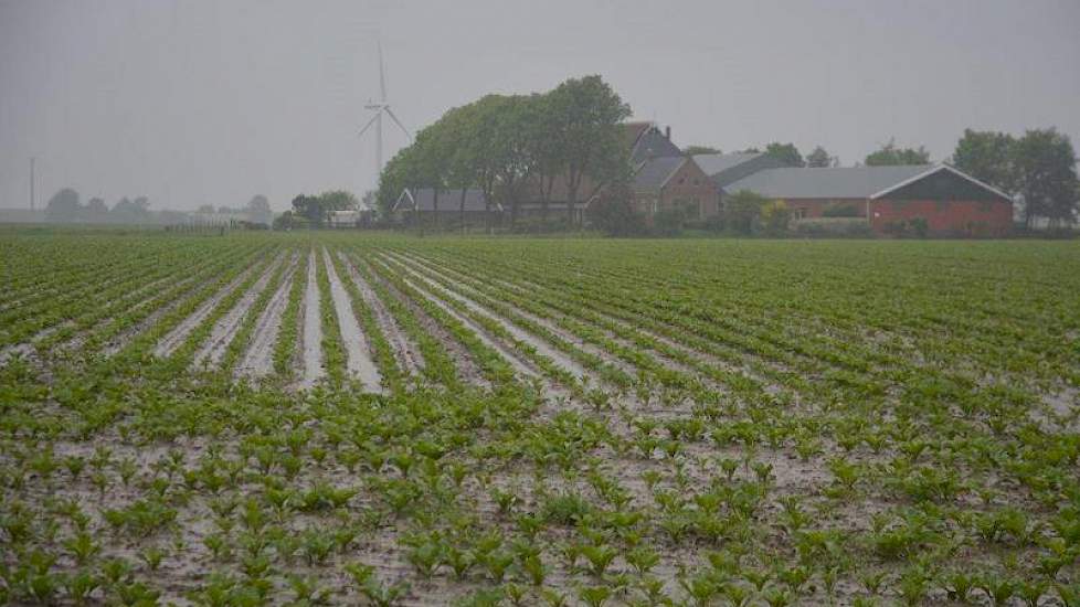 Natte bieten in Marrum, Friesland. Volgens Suiker Unie is op 4 procent van de bietenpercelen schade ontstaan door de wateroverlast. Foto: Fenneke Wiepkema