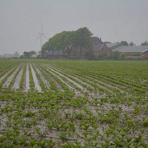 Natte bieten in Marrum, Friesland. Volgens Suiker Unie is op 4 procent van de bietenpercelen schade ontstaan door de wateroverlast. Foto: Fenneke Wiepkema