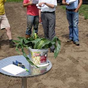 Vooral na het wegen werd het verschil in de bedekte teelt en de referentie pas duidelijk. De onder doek geteelde maïs woog 2,5 keer zo veel, aldus Cox.
