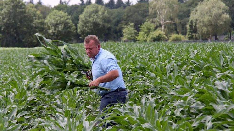Bij het project 'maïs onder doek' werden willekeurig planten genomen, die vervolgens werden gewogen.