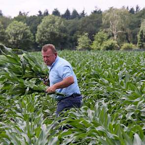 Bij het project 'maïs onder doek' werden willekeurig planten genomen, die vervolgens werden gewogen.