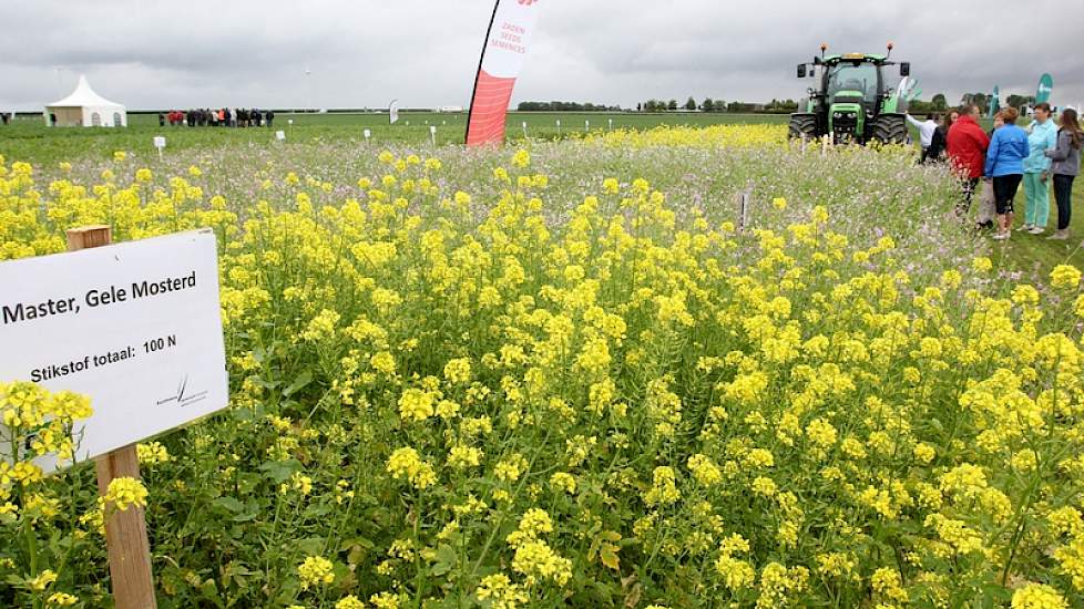 Wanneer gebruik je welke groenbemester? Dat is de hamvraag bij de proefveldjes met verschillende soorten groenbemesters. Naast onder meer gele mosterd en bladrammenas staan er ook mengsels van groenbemesters. Daarnaast ligt er een proef van mengsels van b