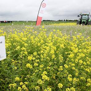 Wanneer gebruik je welke groenbemester? Dat is de hamvraag bij de proefveldjes met verschillende soorten groenbemesters. Naast onder meer gele mosterd en bladrammenas staan er ook mengsels van groenbemesters. Daarnaast ligt er een proef van mengsels van b