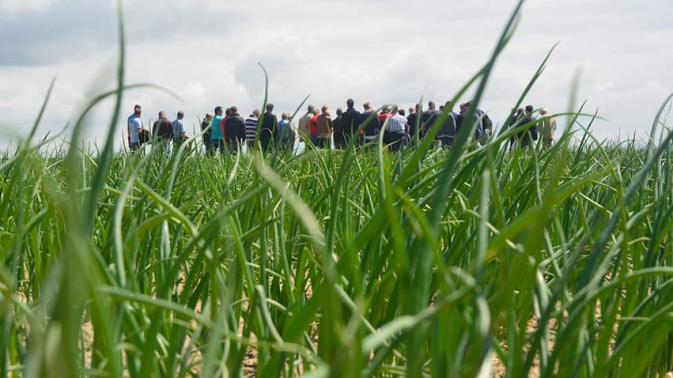Ook in de uien liggen weer diverse proeven. Eén daarvan is onkruidbestrijding, waarbij met name is gekeken naar het effect van middelen op grotere onkruiden.