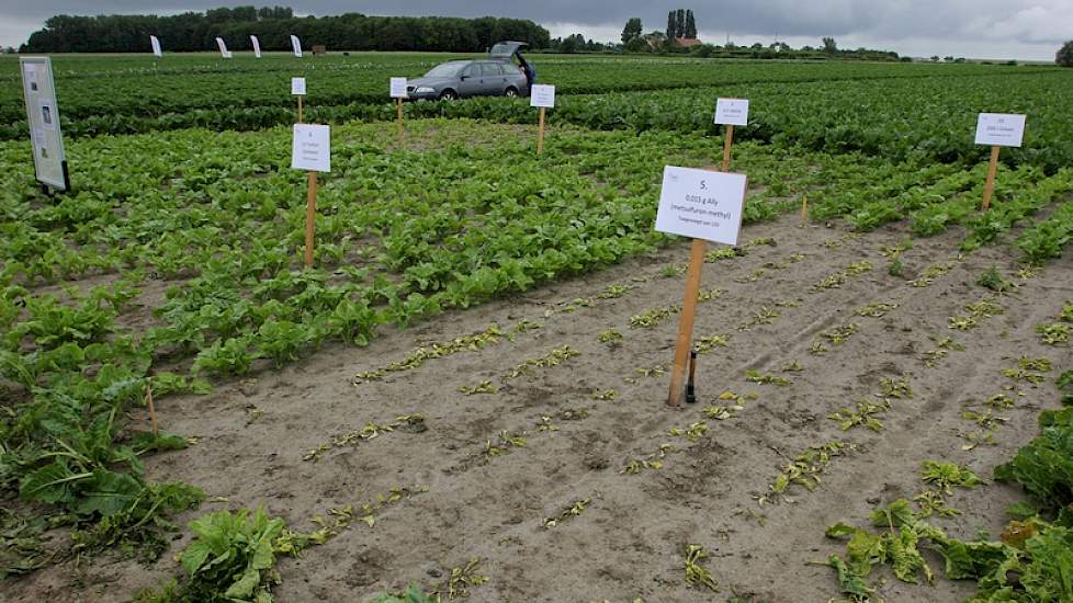 In de bieten ligt een proef met de gevolgen van het gebruik van verkeerde gewasbeschermingsmiddelen. Op deze perceeltjes is het gewas aanzienlijk achtergebleven in groei, op een enkel perceel zijn de planten zo goed als afgestorven. Dit komt in de praktij