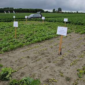 In de bieten ligt een proef met de gevolgen van het gebruik van verkeerde gewasbeschermingsmiddelen. Op deze perceeltjes is het gewas aanzienlijk achtergebleven in groei, op een enkel perceel zijn de planten zo goed als afgestorven. Dit komt in de praktij