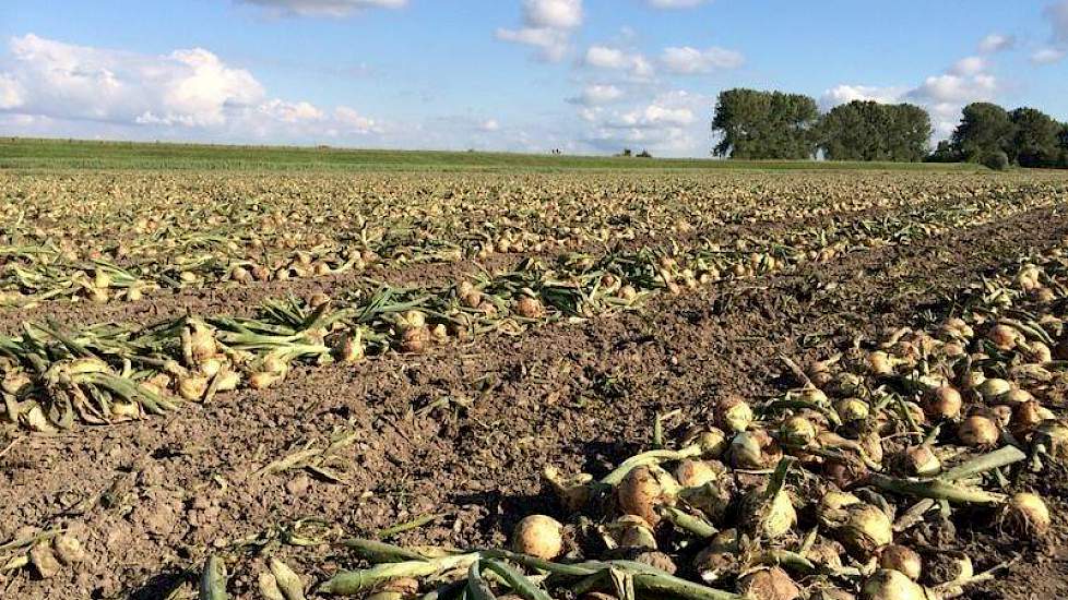 De uien zijn op contract geteeld voor Franje Onions.