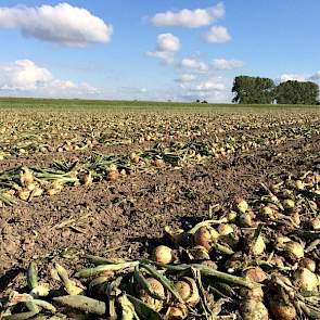 De uien zijn op contract geteeld voor Franje Onions.