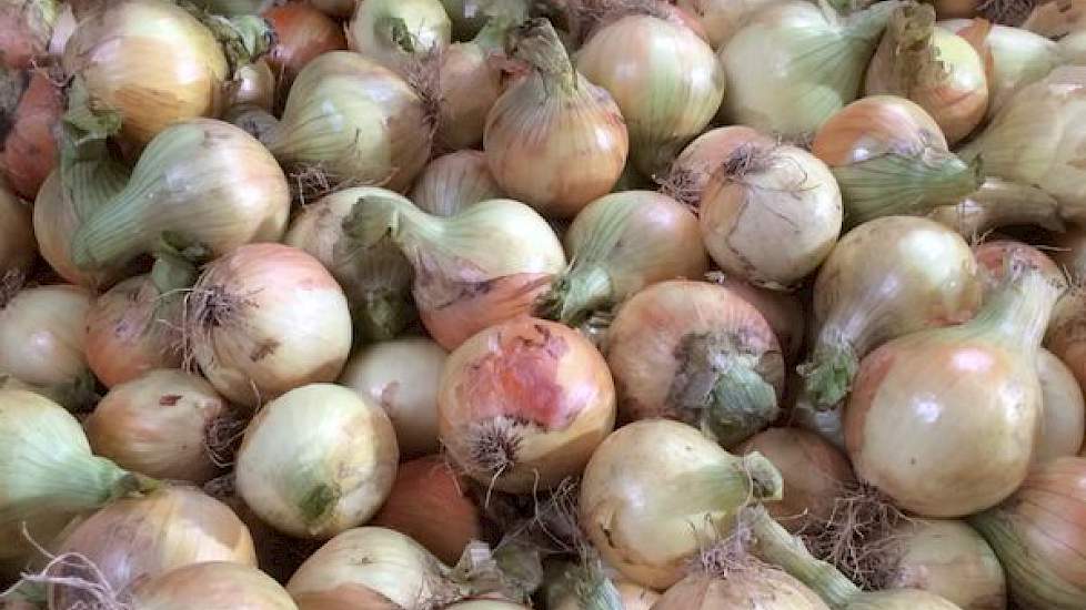De Troy na verwerking bij Franje Onions.