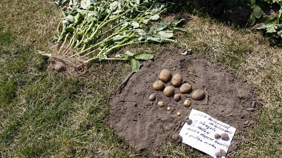 In deze aardappelen is geen Bacteriosol  toegepast. Oosterhuis durft nog geen harde uitspraken over de voordelen van dit product te doen, maar de indruk bestaat dat de beworteling van de gewassen dieper en intensiever is.