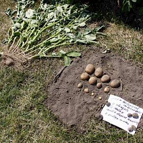 In deze aardappelen is geen Bacteriosol  toegepast. Oosterhuis durft nog geen harde uitspraken over de voordelen van dit product te doen, maar de indruk bestaat dat de beworteling van de gewassen dieper en intensiever is.