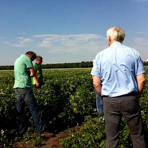 Belangstellenden bekijken het vervolgonderzoek kalibemesting in aardappelen. Onderzoek in 2012 en 2013 liet zien dat kali-adviezen op basis van K-getal niet de optimale zetmeelopbrengst gaf. Monitoring en bijbemesten in het seizoen leverden in deze jaren