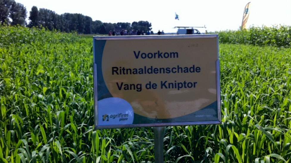 Agrifirm waarschuwde telers om de kniptor serieus te monitoren en te bestrijden.