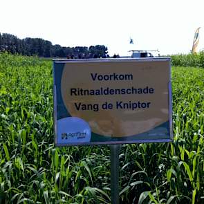Agrifirm waarschuwde telers om de kniptor serieus te monitoren en te bestrijden.