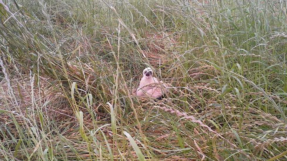 Een nest kiekendieven heeft het dorsen overleefd.