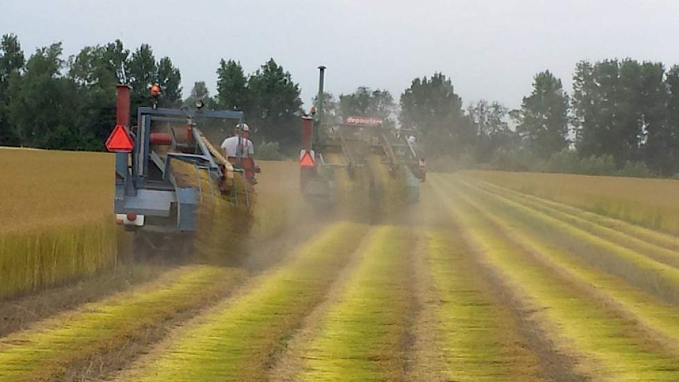 Er wordt een perceel van 16 hectare getrokken van het ras Aretha van Limagrain.