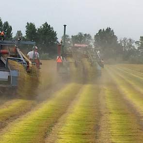 Er wordt een perceel van 16 hectare getrokken van het ras Aretha van Limagrain.