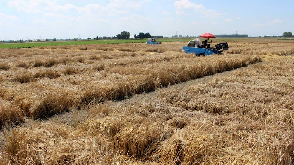 Deze week werd gestart met het dorsen van bovenstaande plotjes, met 4 proefveldcombines. Ook deze zijn gedurende het jaar gescoord. Per plot wordt de opbrengst opgevangen. De opbrengstscore bepaalt samen met de data uit het groeiseizoen of de lijn doorgaa