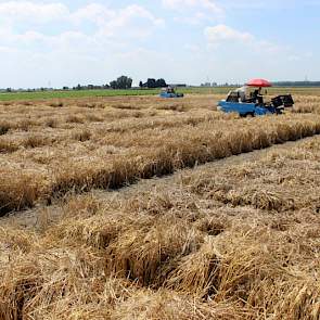 Deze week werd gestart met het dorsen van bovenstaande plotjes, met 4 proefveldcombines. Ook deze zijn gedurende het jaar gescoord. Per plot wordt de opbrengst opgevangen. De opbrengstscore bepaalt samen met de data uit het groeiseizoen of de lijn doorgaa