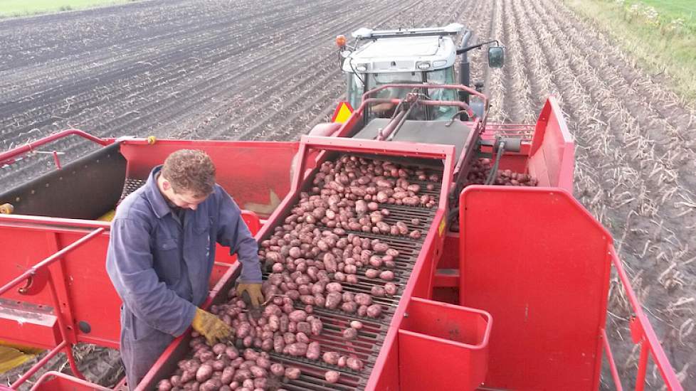 Op de rooimachine wordt nog wat tarra uitgezocht.