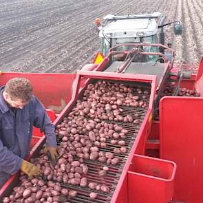 Op de rooimachine wordt nog wat tarra uitgezocht.