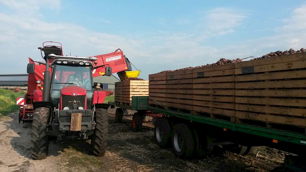 De poters gaan direct van de rooimachine in de kisten.