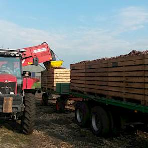 De poters gaan direct van de rooimachine in de kisten.
