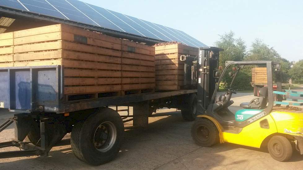 Bij de boerderij worden de kisten van de wagens gehaald en op ondergrondse kanalen gezet, waar ze in twee dagen worden droog geblazen.
