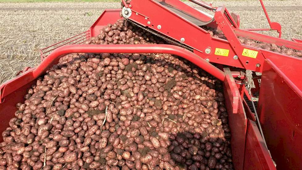Op delen van het perceel blijft de opbrengst wel achter als gevolg van de regen van eind april, begin mei.