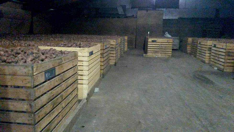 In september of oktober worden de aardappelen gesorteerd. Begin november worden ze opgezakt en gaan ze voor export naar Algerije.