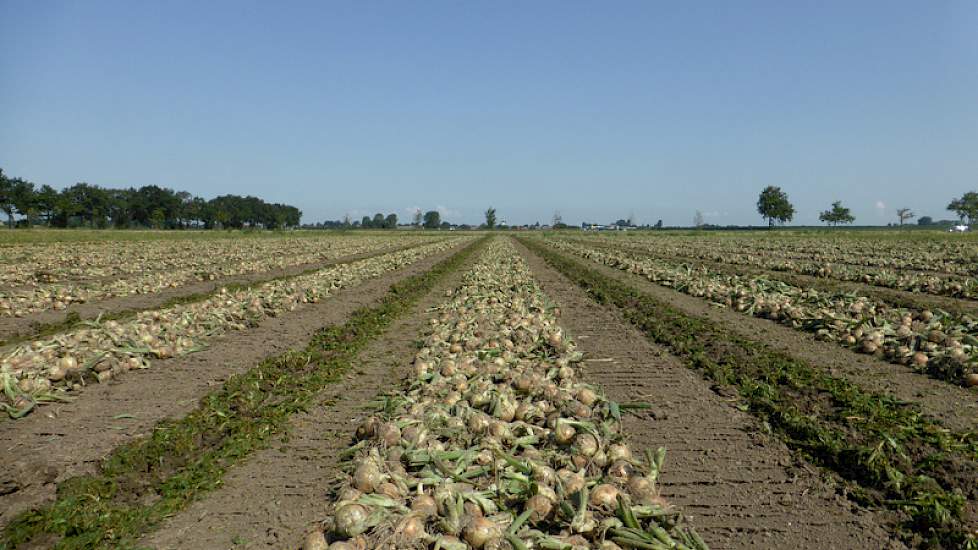 Bouman schat de opbrengst van het perceel Hybing rond de 55 tot 60 ton per hectare.