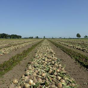 Bouman schat de opbrengst van het perceel Hybing rond de 55 tot 60 ton per hectare.