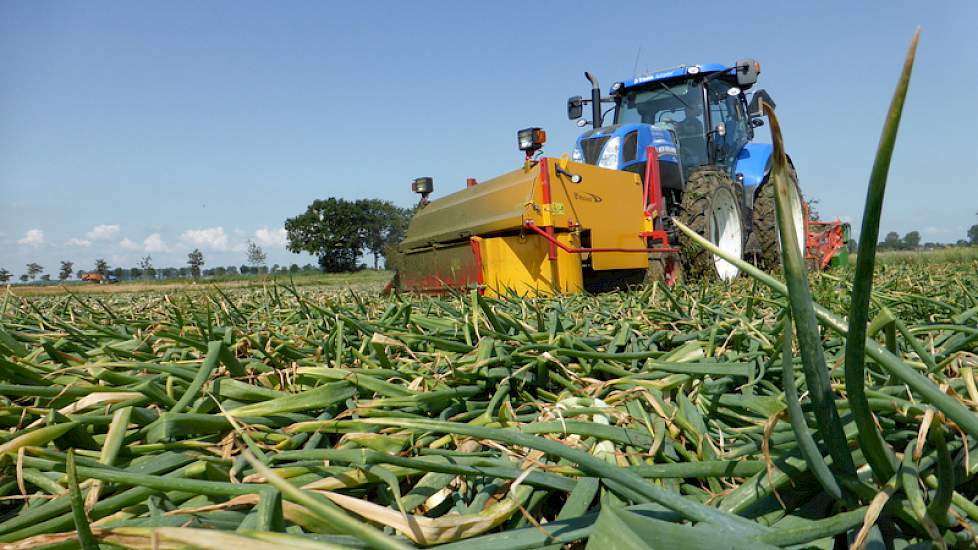 Dinsdag is 6 hectare Hybing gerooid bij Frank Bouman in Poortvliet.