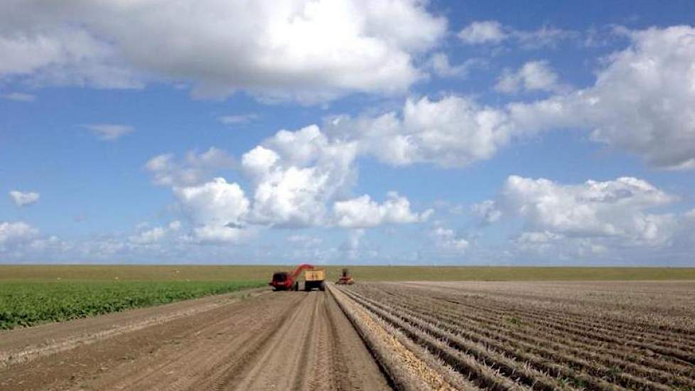 Overlast door phytophthora was er vooral in het begin van de zomer. ‘We hebben vooral in de eerste periode aantastingen gehad, toen was het ook natter. Later werd dat beter.’